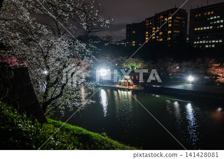 Chidorigafuchi Cherry Blossoms Night View 2025 Chidorigafuchi Cherry Blossoms Night View 2025 141428081