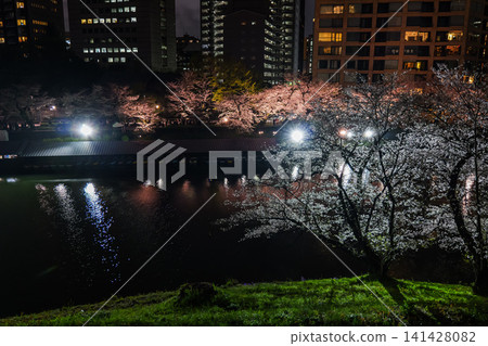 Chidorigafuchi Cherry Blossoms Night View 2025 Chidorigafuchi Cherry Blossoms Night View 2025 141428082