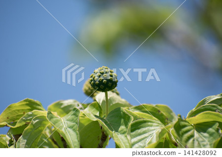 年輕的山茱萸果實 141428092