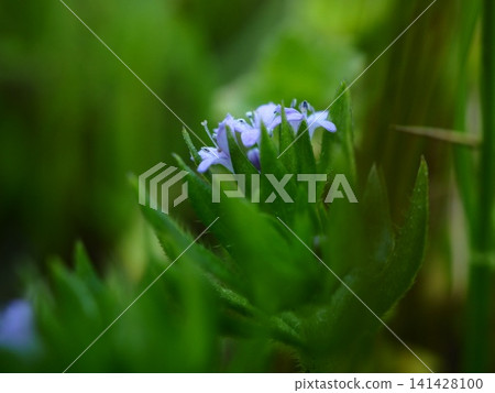 The small flowers of Galium aparine bloom in the spring fields. 141428100