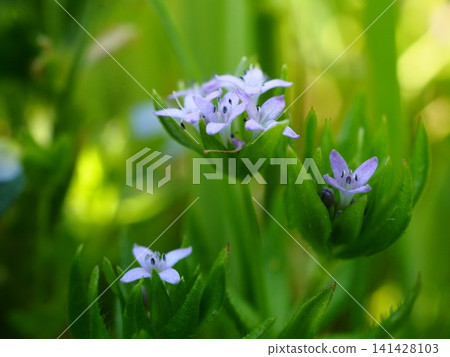 春天,野芝麻(Galium aparine)的小花在田野裡盛開。 春天,野芝麻(Galium aparine)的小花在田野裡盛開。 141428103