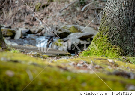 Moss-covered tree roots and stream Moss-covered tree roots and stream 141428130