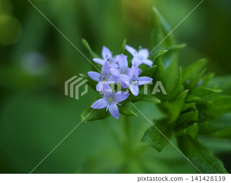 春天,野芝麻(Galium aparine)的小花在田野裡盛開。 春天,野芝麻(Galium aparine)的小花在田野裡盛開。 141428139