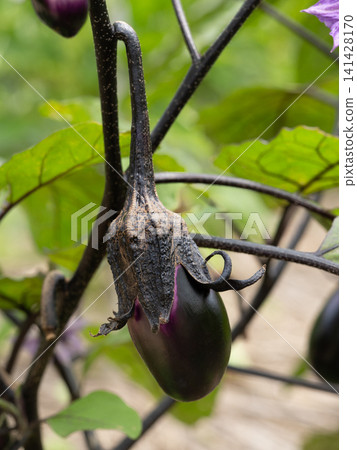 Growing eggplant Growing eggplant 141428170