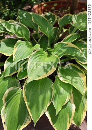 Variegated-leaved hosta Variegated-leaved hosta 141428186