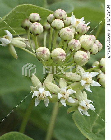 Ikema flowers and buds Ikema flowers and buds 141428434