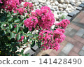 A garden with vibrant pink crape myrtle blossoms and white pebbles, blooming in the summer sun. 141428490
