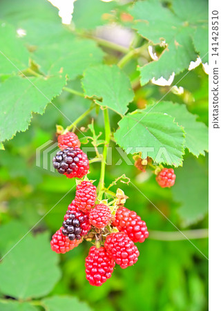 Unripe blackberry fruit Unripe blackberry fruit 141428510
