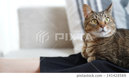 Copy space and design-focused type (most likely to sell) Tabby cat gazing diagonally upwards Bright copy space Copy space and design-focused type (most likely to sell) Tabby cat gazing diagonally upwards Bright copy space 141428569