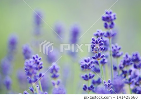 薰衣草 141428660