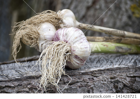 Fresh Harvested Garlic Bulbs With Roots on Rustic Wood Background - Homegrown Organic Garlic 141428721