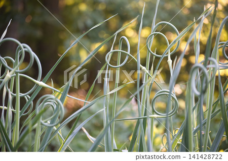 Close-up of curly garlic scapes with a soft, blurred background of green foliage Close-up of curly garlic scapes with a soft, blurred background of green foliage 141428722