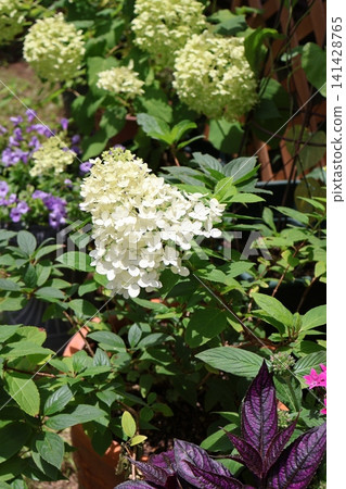 Hydrangeas are blooming in the backyard Hydrangeas are blooming in the backyard 141428765