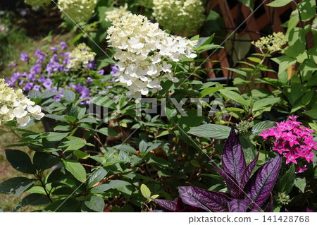 後院的繡球花正在盛開。 後院的繡球花正在盛開。 141428768