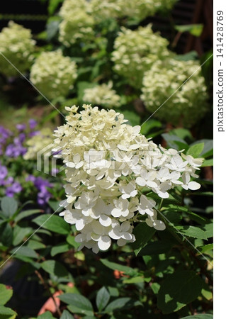Hydrangeas are blooming in the backyard Hydrangeas are blooming in the backyard 141428769