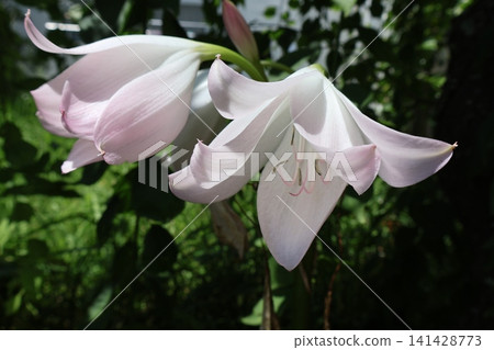 Flower of Hamayu Flower of Hamayu 141428773