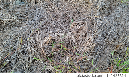 Dry Grass Texture Background with Small Green Sprouts Close Up 141428814