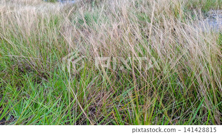 Wild Dry Grass Meadow Field Close Up in Summer Wild Dry Grass Meadow Field Close Up in Summer 141428815