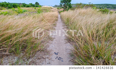 Dirt Path Way Through Golden Dry Grass Field Landscape Dirt Path Way Through Golden Dry Grass Field Landscape 141428816