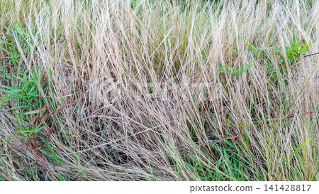 Tall Dry Grass Straw Texture Pattern Close Up Tall Dry Grass Straw Texture Pattern Close Up 141428817