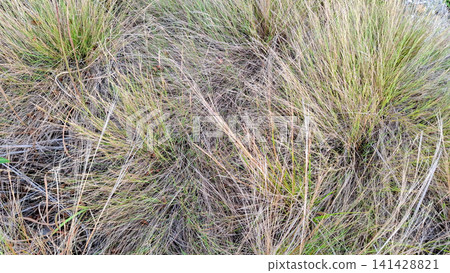 Dried Grass and Dead Lawn Texture Top View Background Dried Grass and Dead Lawn Texture Top View Background 141428821