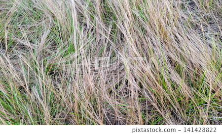 Natural Dry Grass Texture with Green Blade Accents Natural Dry Grass Texture with Green Blade Accents 141428822