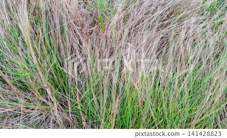 Dry and Green Grass Texture Full Frame Close Up Dry and Green Grass Texture Full Frame Close Up 141428823