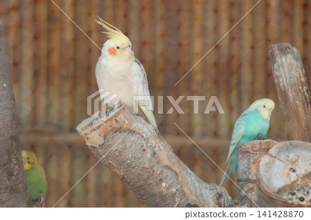 Cockatiel and blue budgie Cockatiel and blue budgie 141428870