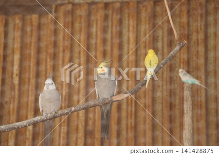 Yellow budgie and cockatiel Yellow budgie and cockatiel 141428875