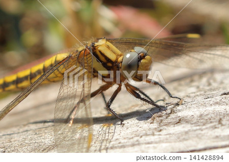 A close-up of a Common Skimmer dragonfly. A close-up of a Common Skimmer dragonfly. 141428894