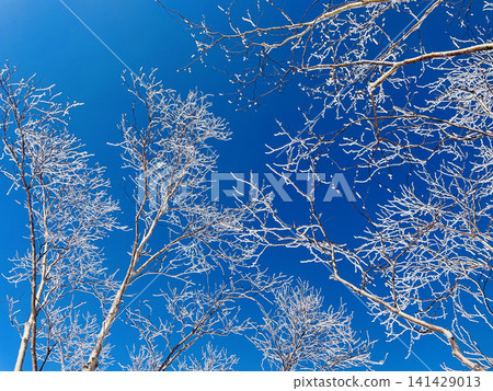 北海道被白雪覆蓋 北海道被白雪覆蓋 141429013
