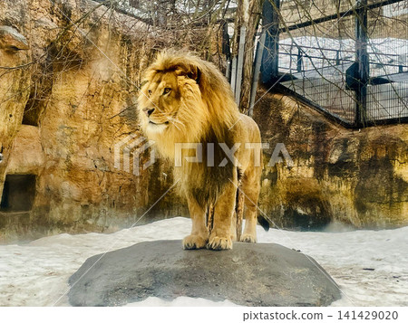 《Hokkaido》Winter Lion 《Hokkaido》Winter Lion 141429020