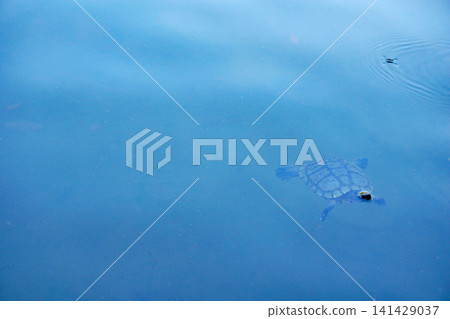 一隻會游泳的海龜和一隻水黽 一隻會游泳的海龜和一隻水黽 141429037