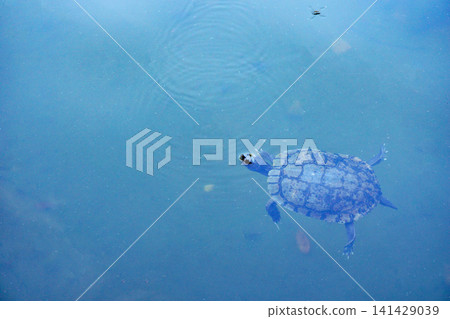 一隻游泳的海龜 一隻游泳的海龜 141429039
