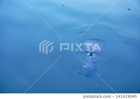 Turtle to swim in the pond Turtle to swim in the pond 141429040