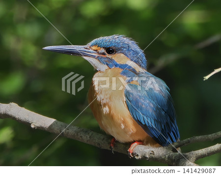 A blue jewel: A male kingfisher shining blue in the sunlight filtering through the trees. A blue jewel: A male kingfisher shining blue in the sunlight filtering through the trees. 141429087