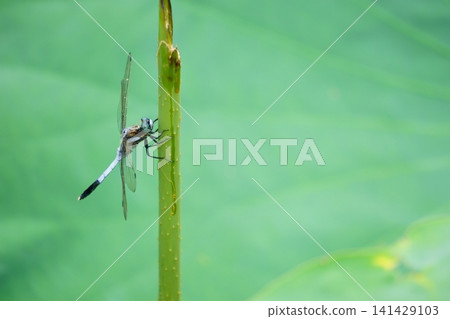 三隻蜻蜓停在蓮莖上 三隻蜻蜓停在蓮莖上 141429103