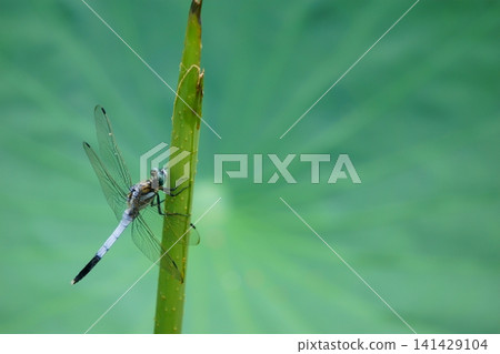 Dragonfly perched on a lotus stem (2) 141429104
