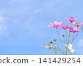 秋天的藍天和粉紅色的波斯菊 141429254
