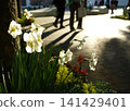 A person walking in the park in the setting sun. 141429401
