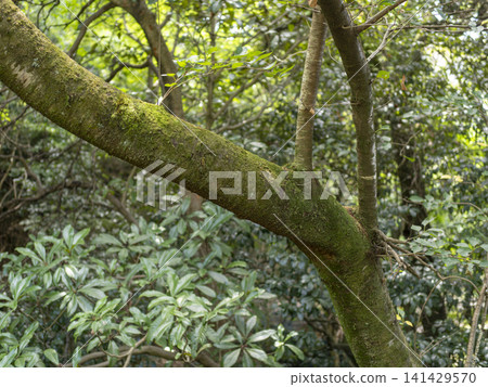 苔蘚覆蓋的森林中的樹木 苔蘚覆蓋的森林中的樹木 141429570
