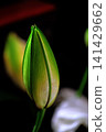 White lily buds 141429662