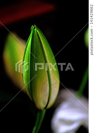 White lily buds 141429662
