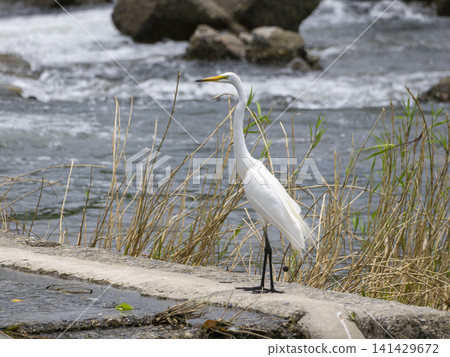 Great egrets searching for fish at the Inagawa weir. Great egrets searching for fish at the Inagawa weir. 141429672