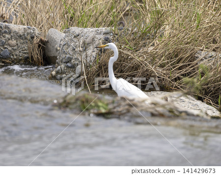 Great egrets searching for fish at the Inagawa weir. Great egrets searching for fish at the Inagawa weir. 141429673