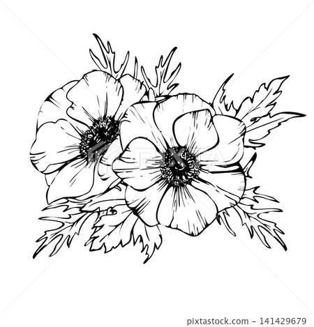 Anemone flower with petals, leaves and detailed center. Hand drawn vector line art with black outlines. Realistic two wildflower for packaging, tattoos and botanical design isolated from background Anemone flower with petals, leaves and detailed center. Hand drawn vector line art with black outlines. Realistic two wildflower for packaging, tattoos and botanical design isolated from background 141429679
