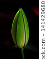 Lily of lily 141429680