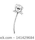 Realistic anemone flower with long stem and leaves. Hand drawn vector botanical line art illustration isolated on white for logos, tattoo design, coloring pages, engraving, packaging and stationery. 141429684