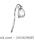 Drooping anemone flower with long stem and leaves. Hand-drawn vector botanical line art illustration isolated on white. Suitable for logos, colouring pages print, engraving, packaging and stationery. 141429685