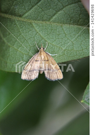 Cross-striped tree leafworm Cross-striped tree leafworm 141429698